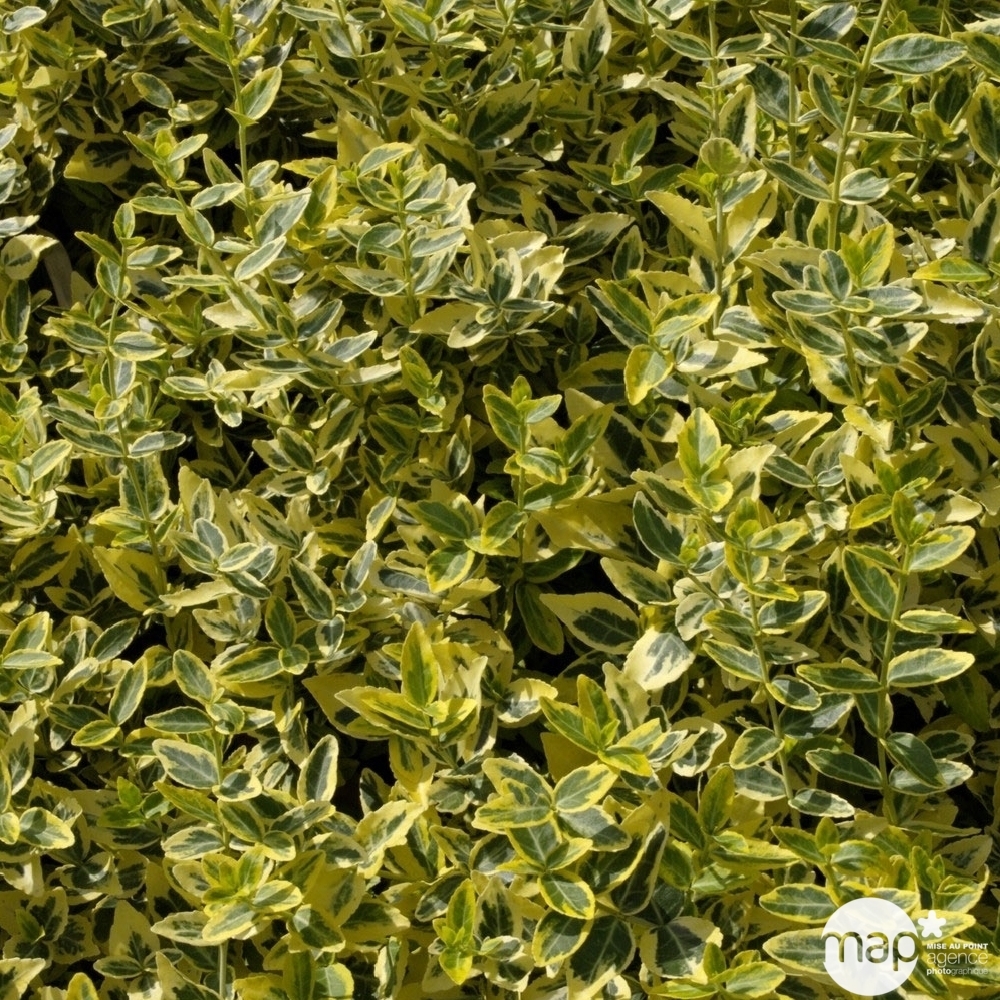 Euonymus aurea : pot 7L