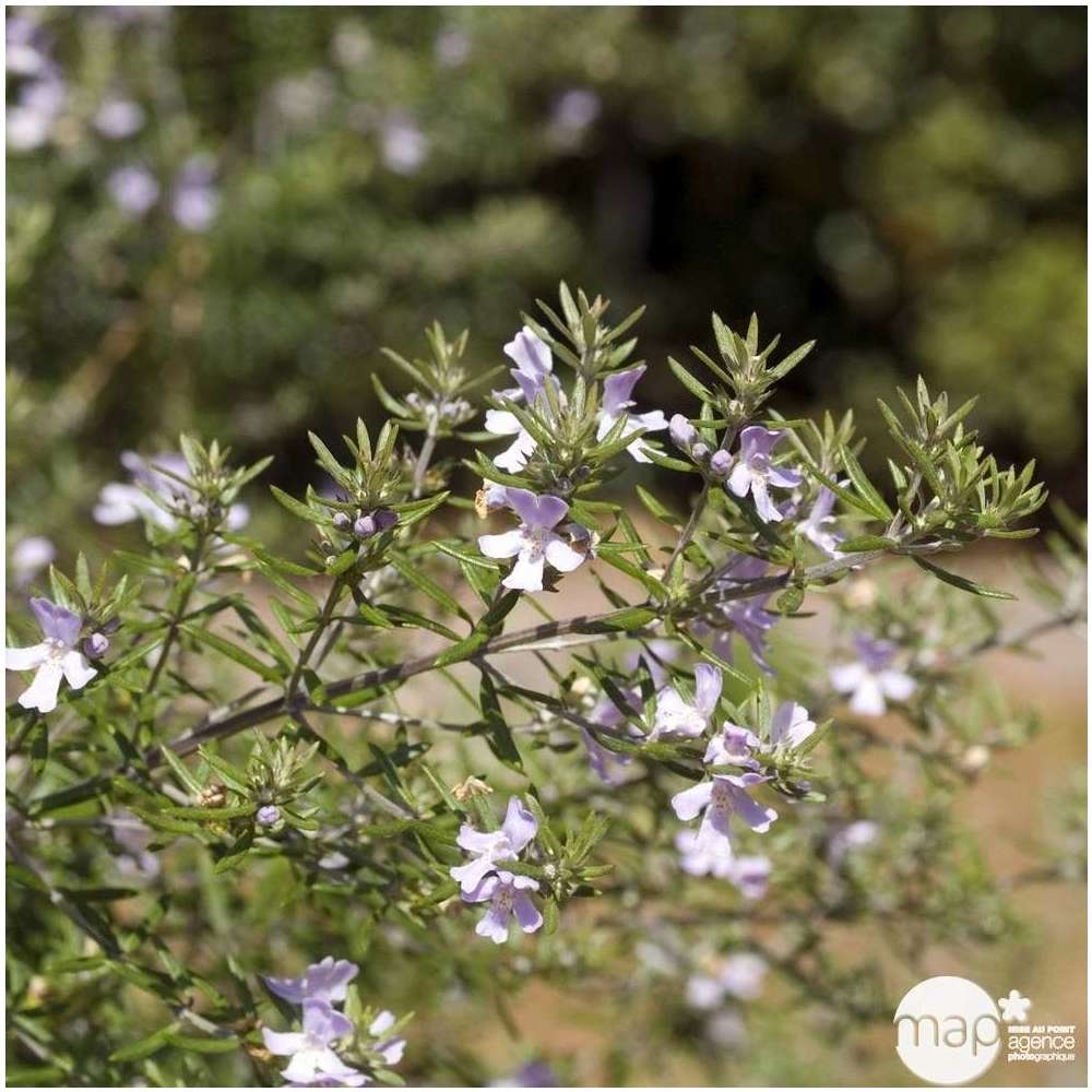 Westringia : ctr 5 litres