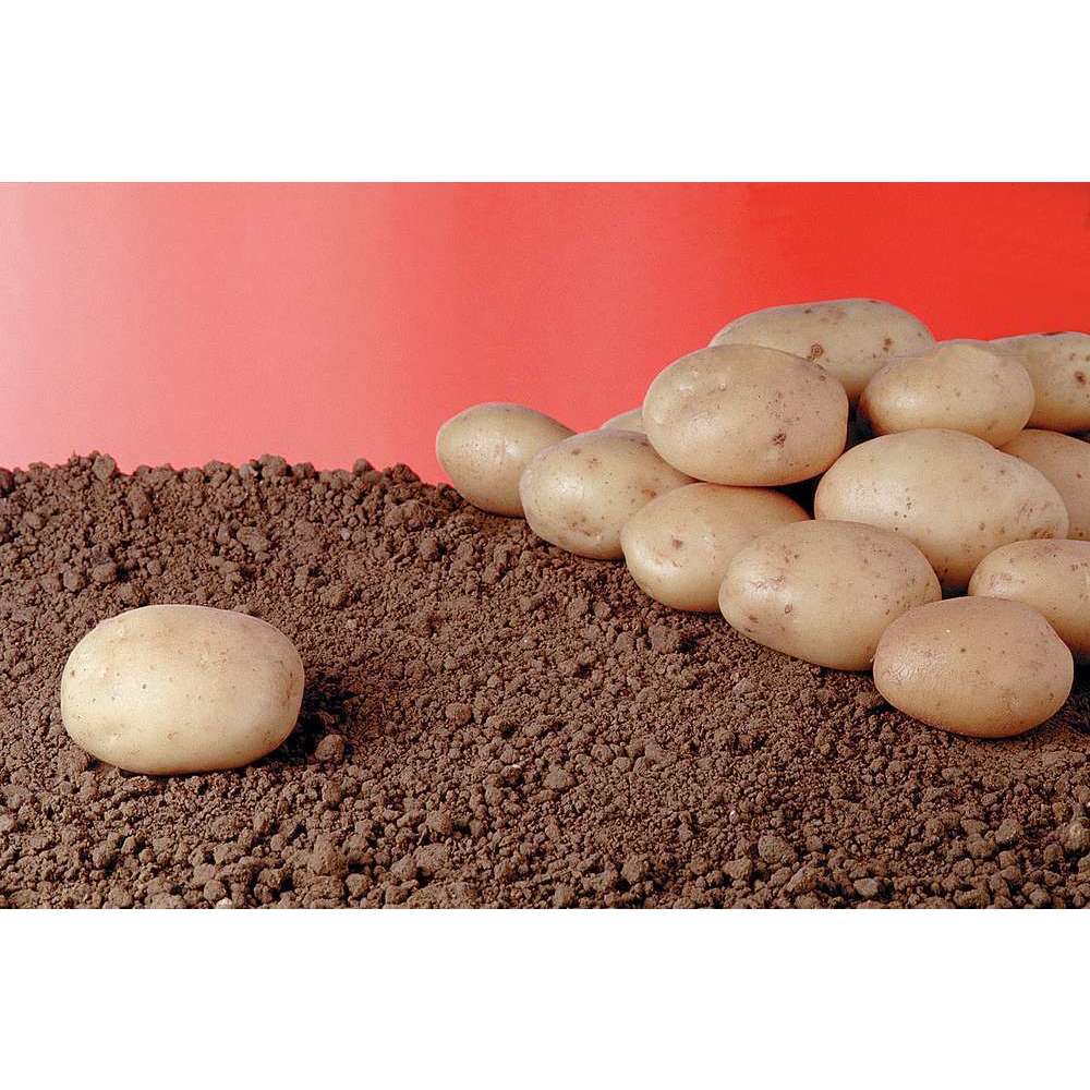 Pomme de terre Bintje Bio : calibre 28/40