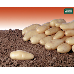 Plants de pommes de terre 'La délicatesse' Bio en filet x25