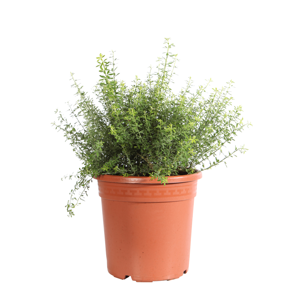 Cytisus x racemosus H40/50cm : en touffe