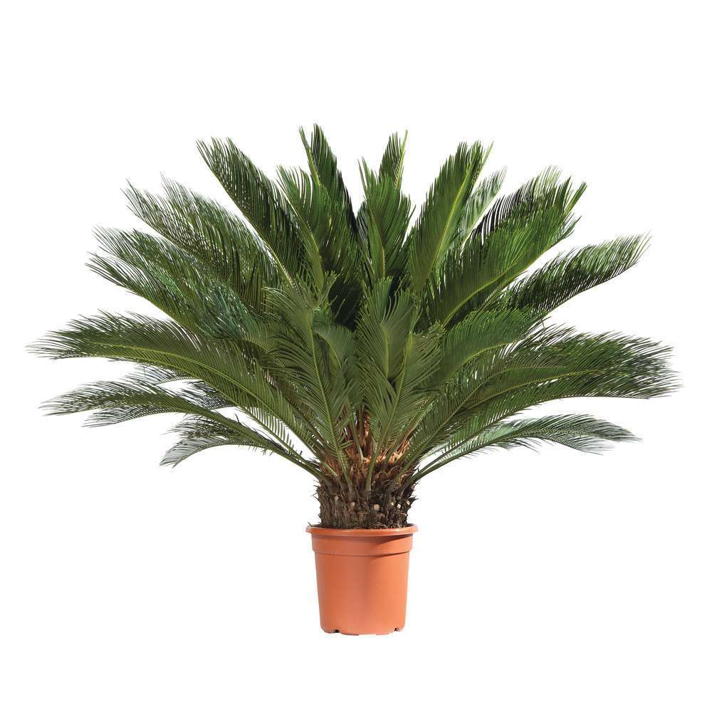 Cycas revoluta : hauteur 40/50 cm conteneur 10 litres