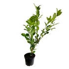 Prunus laurocerasus ' Rotundifolia ' : H 80/100 cm ctr 5 litres
