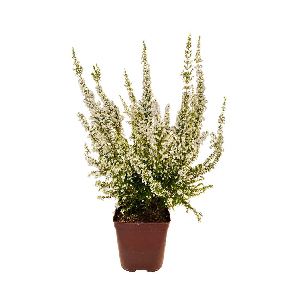 Erica arborea 'pink joy': h.30/40cm pot 3L