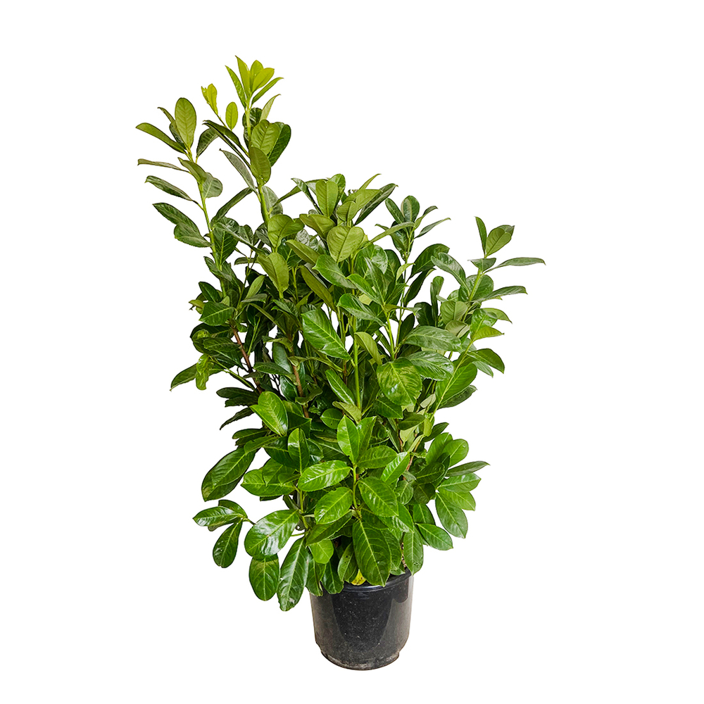 Prunus laurocerasus 'Rotundifolia':pot 15L