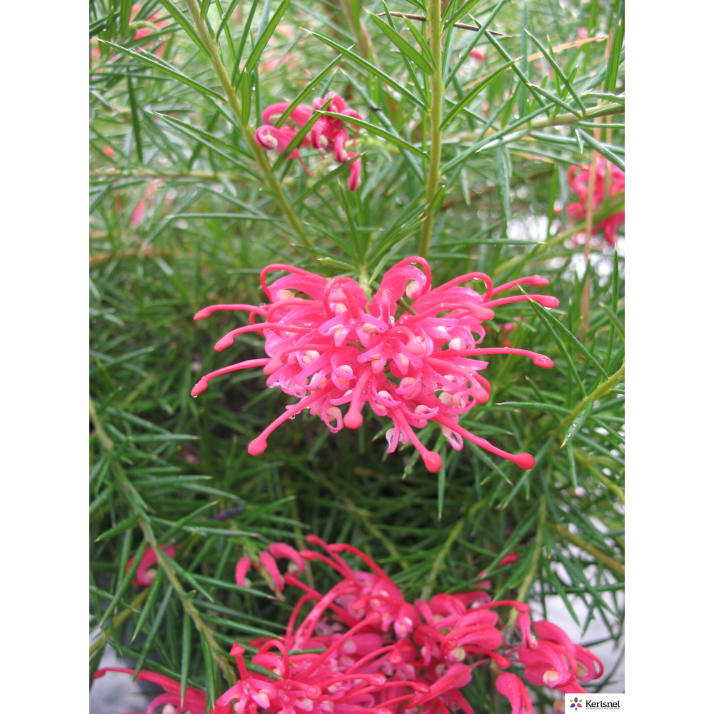 GREVILLEA C 7L-(347694)