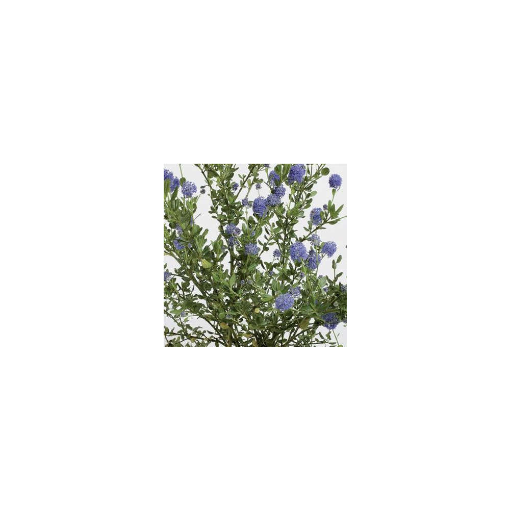 Ceanothus thyrsiflorus ' Skylarck ' : ctr 5 litres Deco