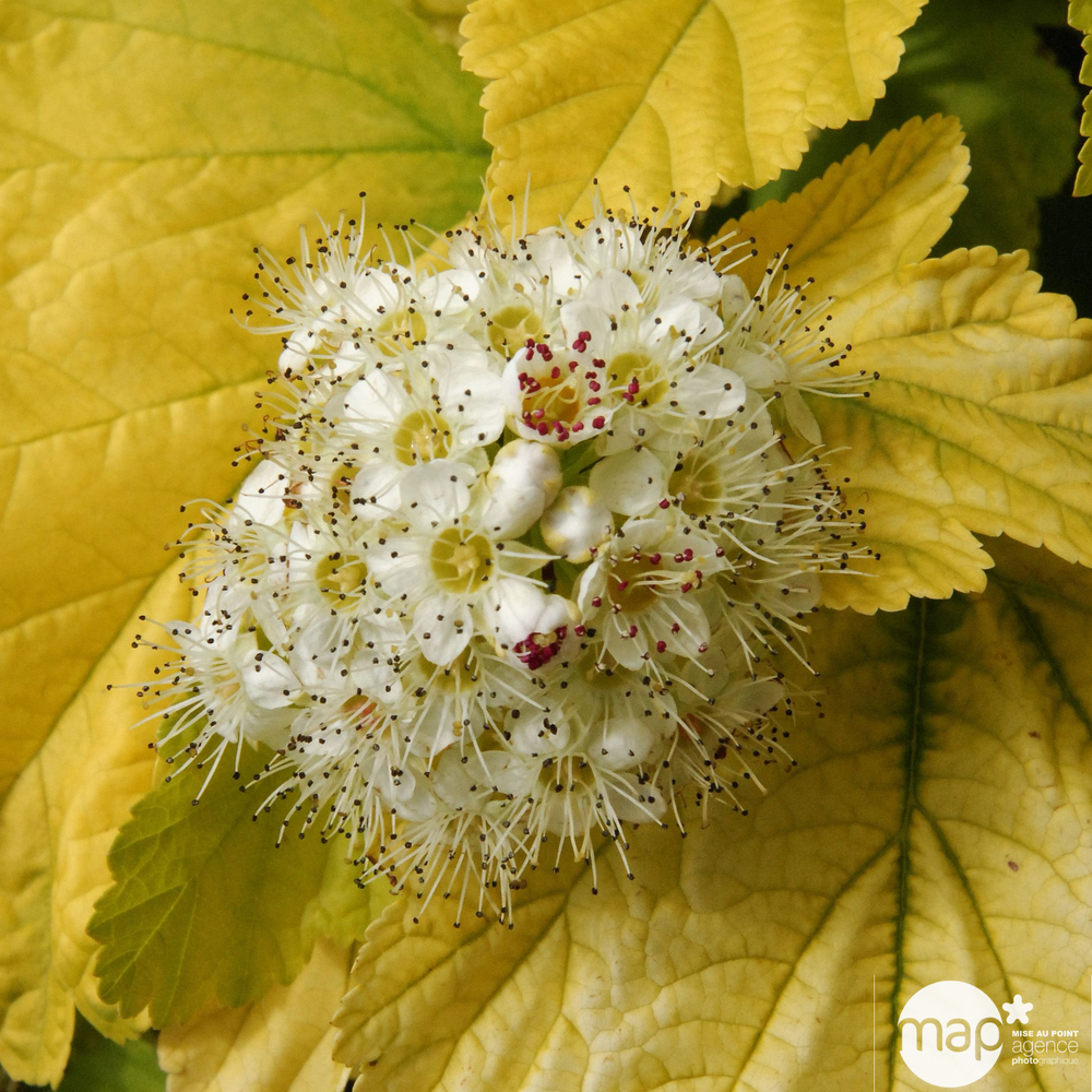 Physocarpus opulifolius Angel Gold ® ' Minange ' C.O.V. : ctr 4 litres