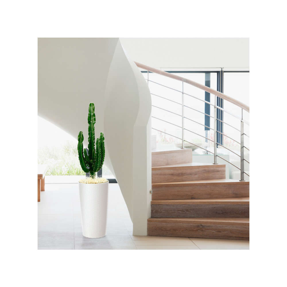 Euphorbe : plante Ø23cm pot