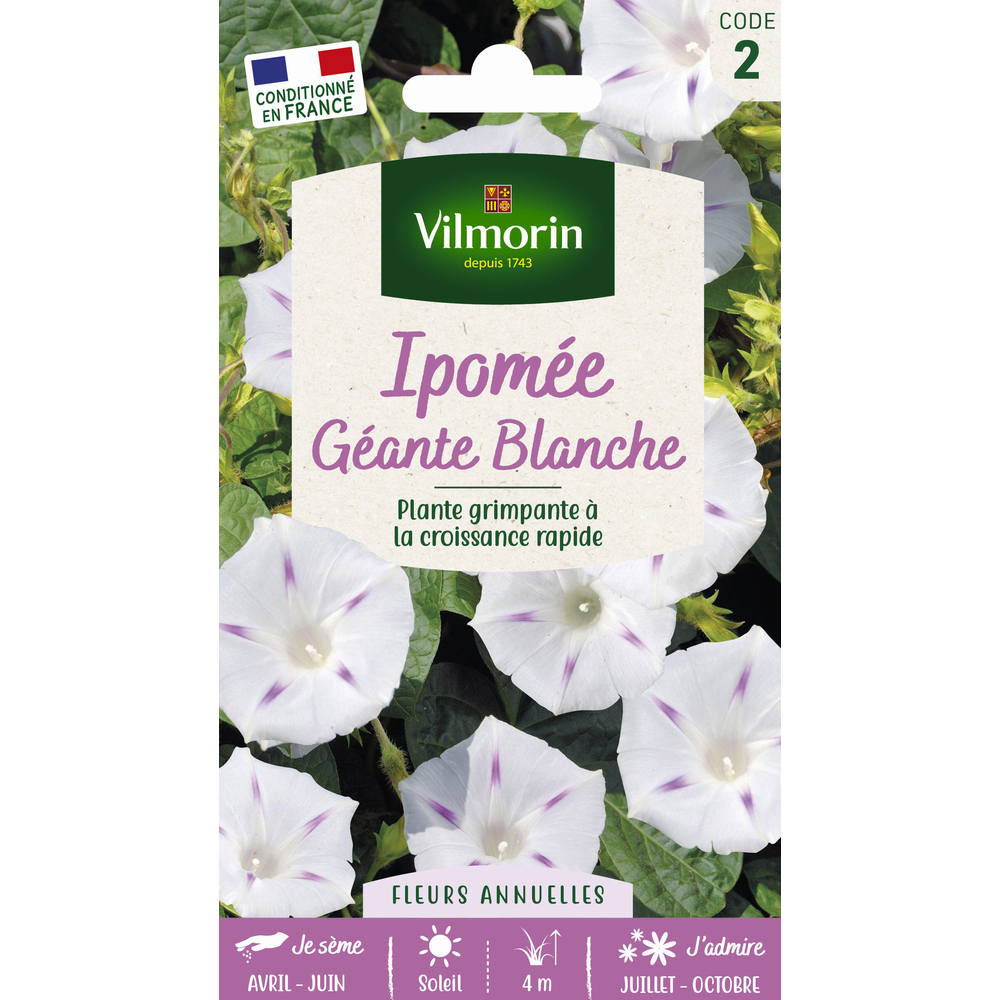 Ipomée géante blanche: en sachet