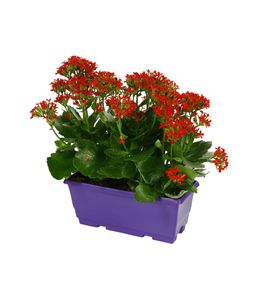 Kalanchoé : jardinière 25 cm - Coloris variables