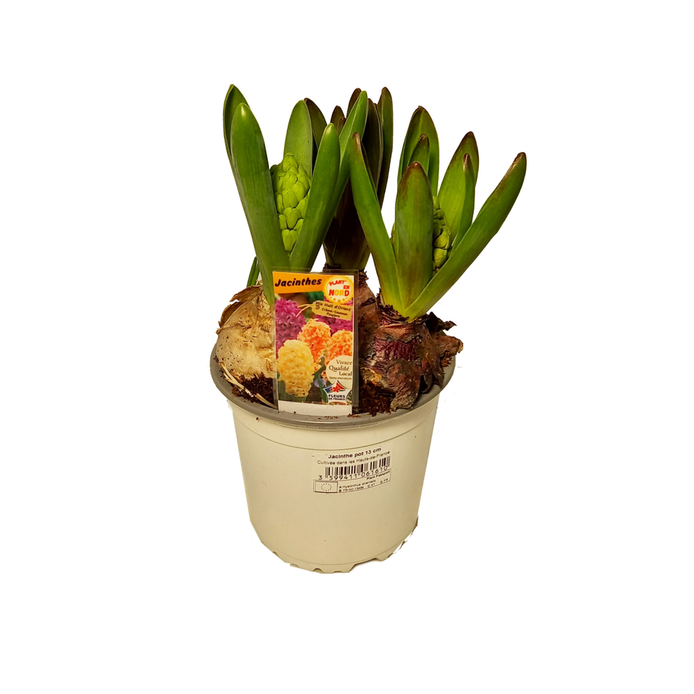 Jacinthes x 3 : pot gris d.12cm - Coloris variables