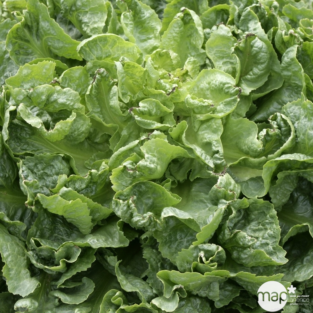 Plants de chicorées scarole maraîchère 'Alma' : barquette de 12 plants