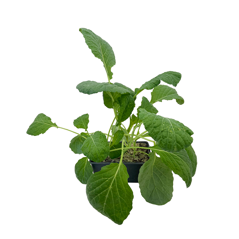 Chou de milan supervoy f1: 6 plants