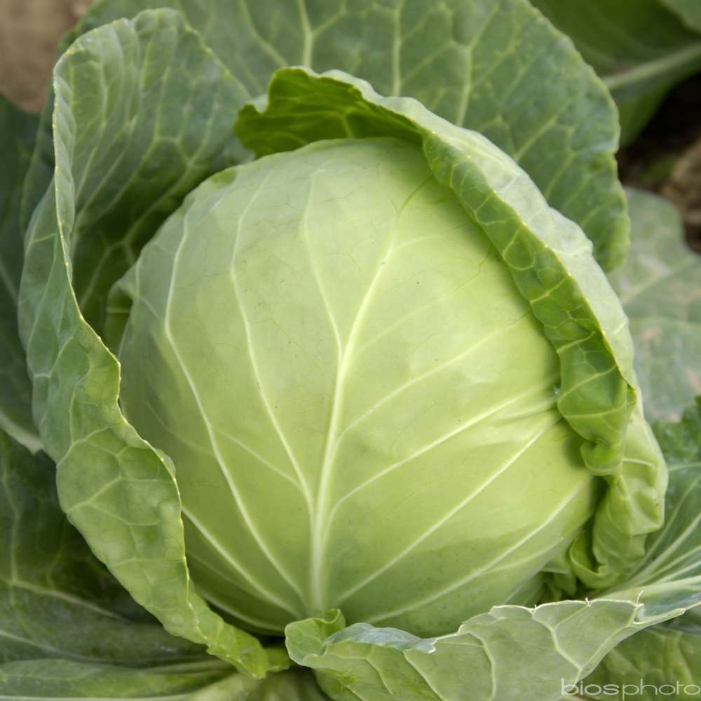 Plants de choux chinois 'Orient Surprise' F1 : barquette de 6 plants