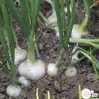 Plants d'oignons blancs 'Vaugirard' : barquette de 50 plants