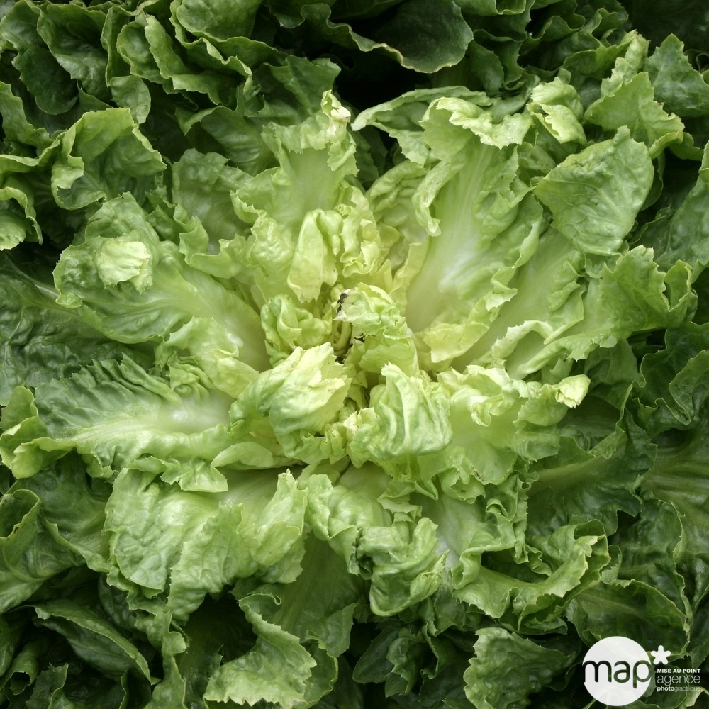 Plants de chicorées scarole 'Bouclée Elysée : barquette de 12 plants