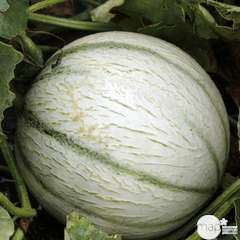 Plant de melon brodé 'Anasta' F1 greffé : pot de 1 litre