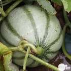 Plant de melon 'Cézanne' F1 greffé : pot de 1 litre