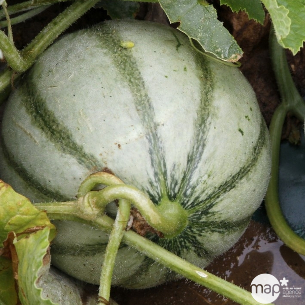 Plant de melon 'Cézanne' F1 greffé : pot de 1 litre