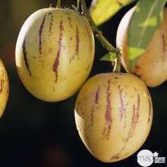 Plant de poire-melon 'Pepino' : pot de 0,5 litre