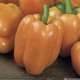 Plant de poivron orange 'Gourmet' F1 greffé : pot de 1 litre