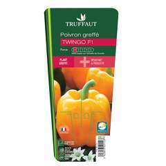Plant de poivron 'Twingo' F1 greffé : pot de 1 litre