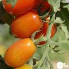 Plant de tomate 'Aligote' F1 : pot de 0,5 litre