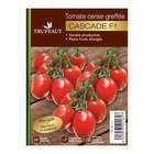 Plant de tomate 'Cascade' F1 greffée : pot de 1 litre