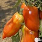 Plant de tomate 'Cornabel' F1 greffée : pot de 1 litre