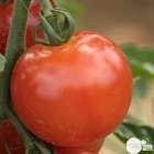 Plant de tomate 'Harmony' F1 greffée : pot de 1 litre