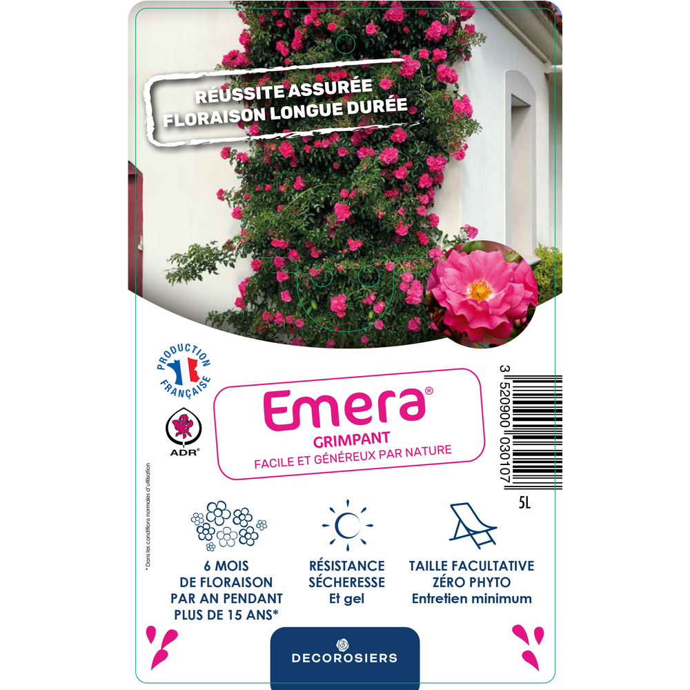Rosiier grimpant Decorosiers ® : pot 5L 