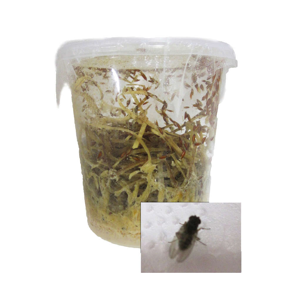 Drosophiles pour alimentation reptiles