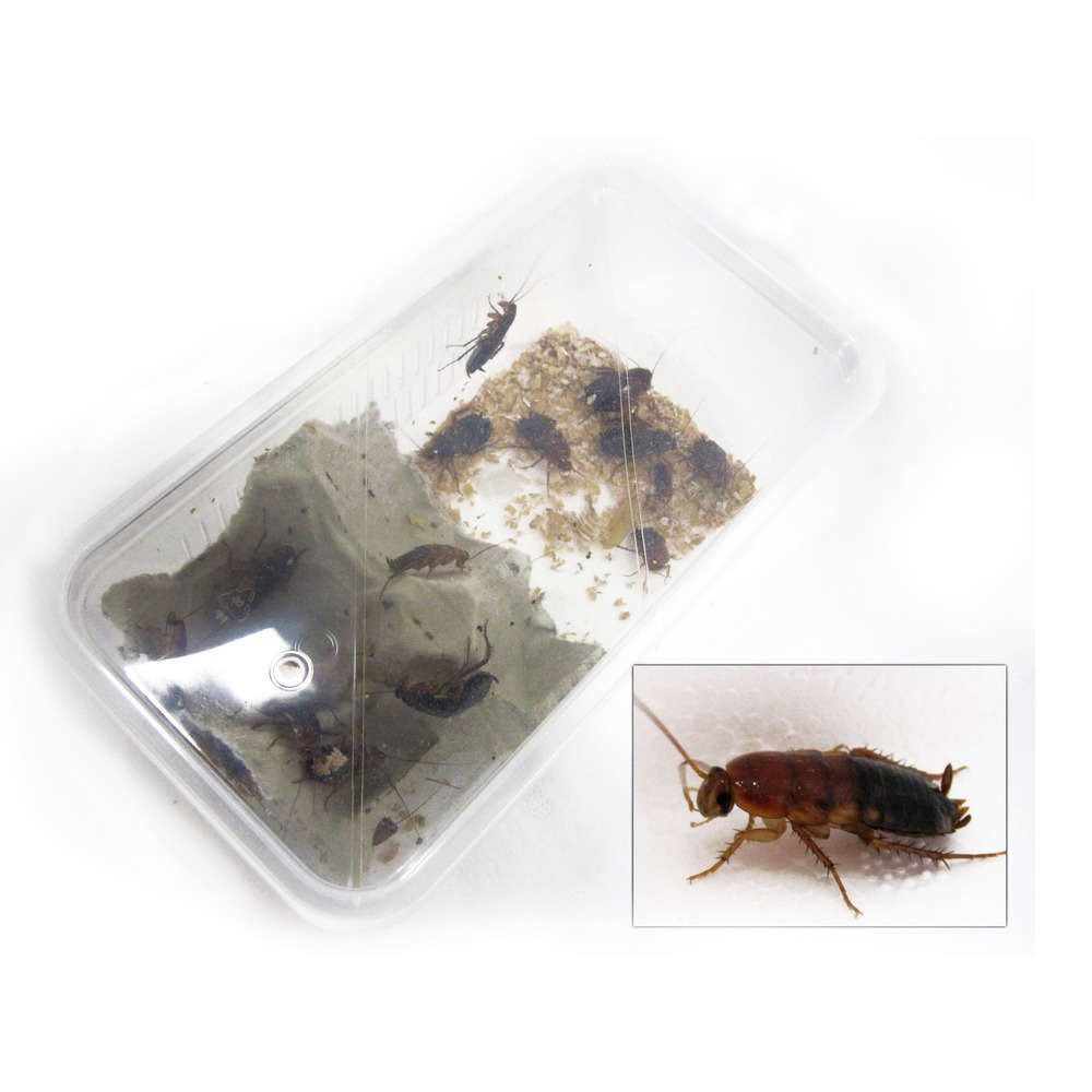 Blattes pour alimentation reptiles, taille M, 12 pièces