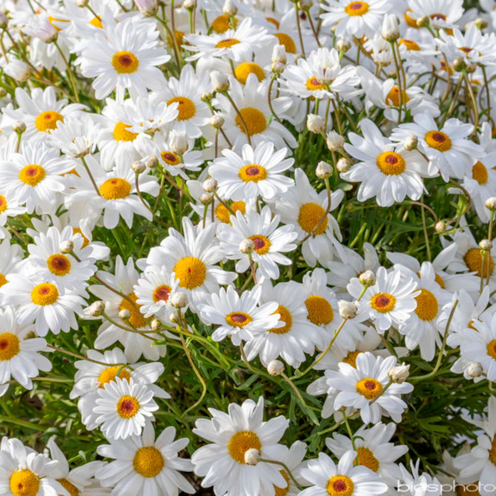 Anthémis : pot Ø 13 cm ou Ctr 1 litre