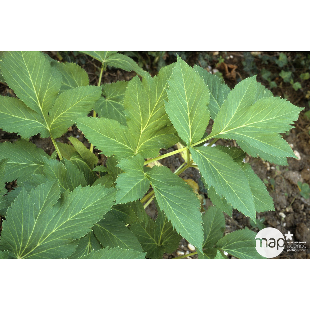 Plant d'angélique bio : en godet