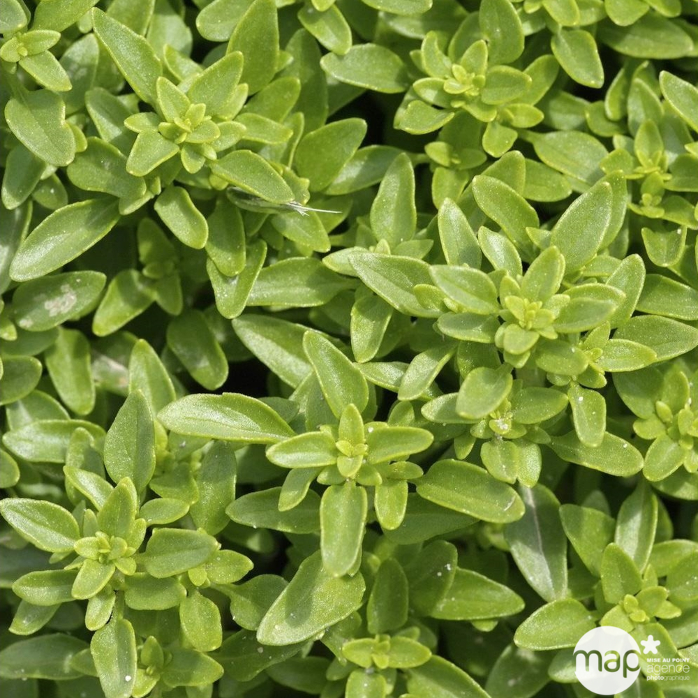 Plant de basilic fin vert compact bio : en godet