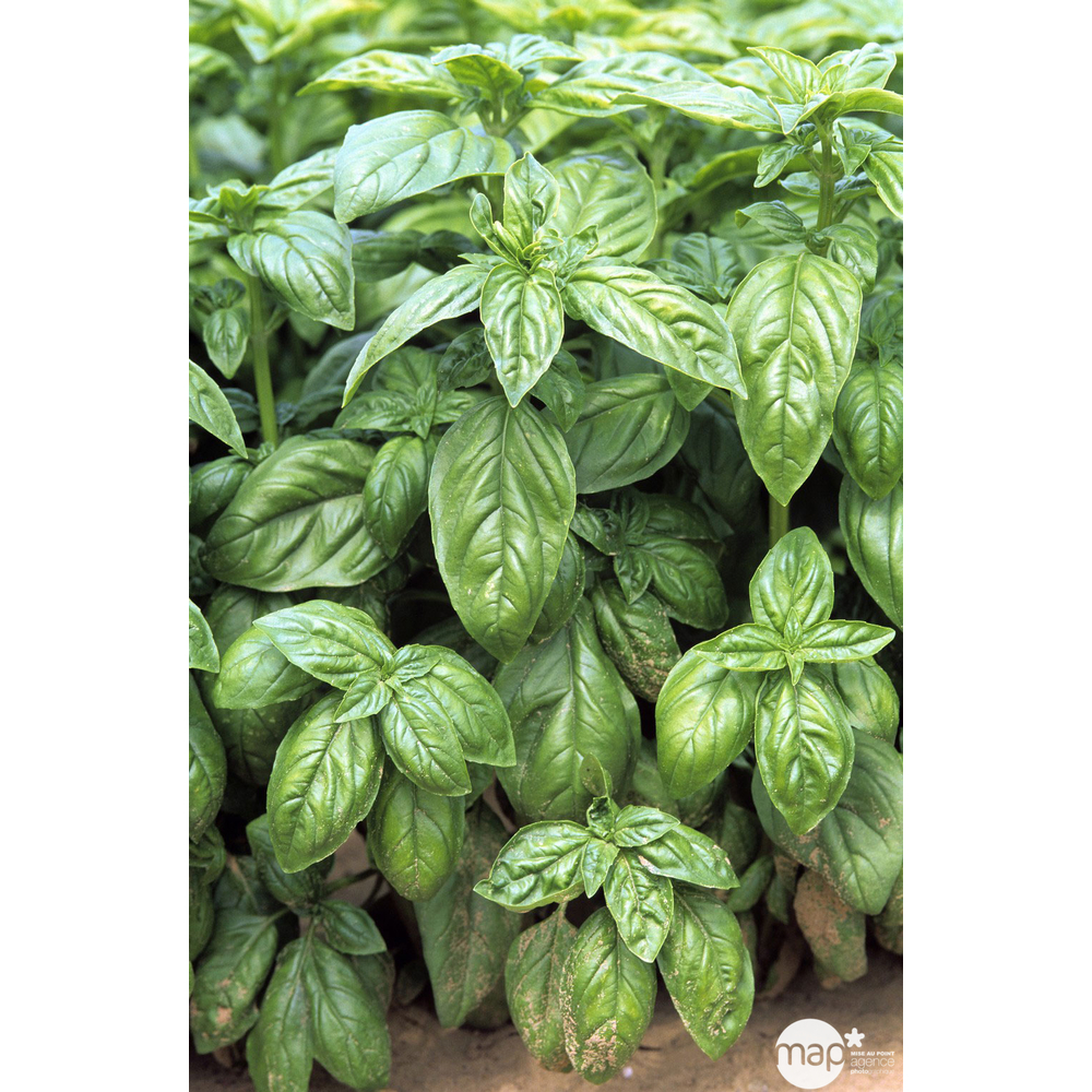 Plant de basilic grand vert bio : en godet