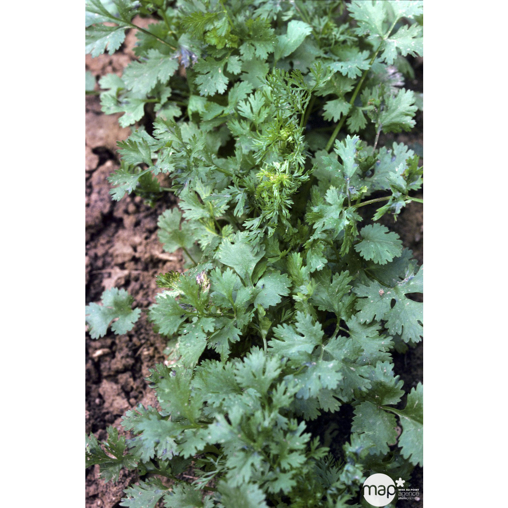 Plant de coriandre bio : en godet