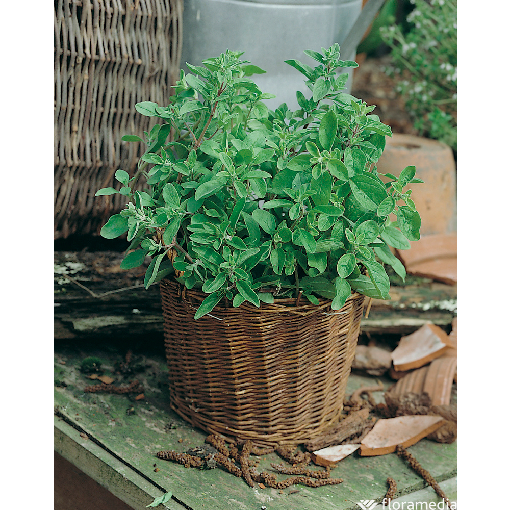 Plant de marjolaine à coquilles bio : en godet