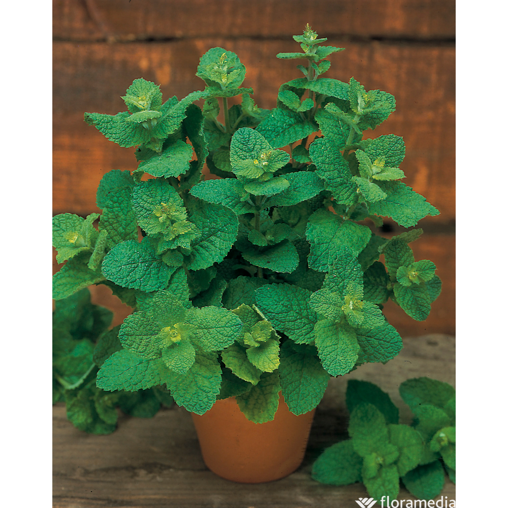 Plant de menthe espagnole bio : en godet