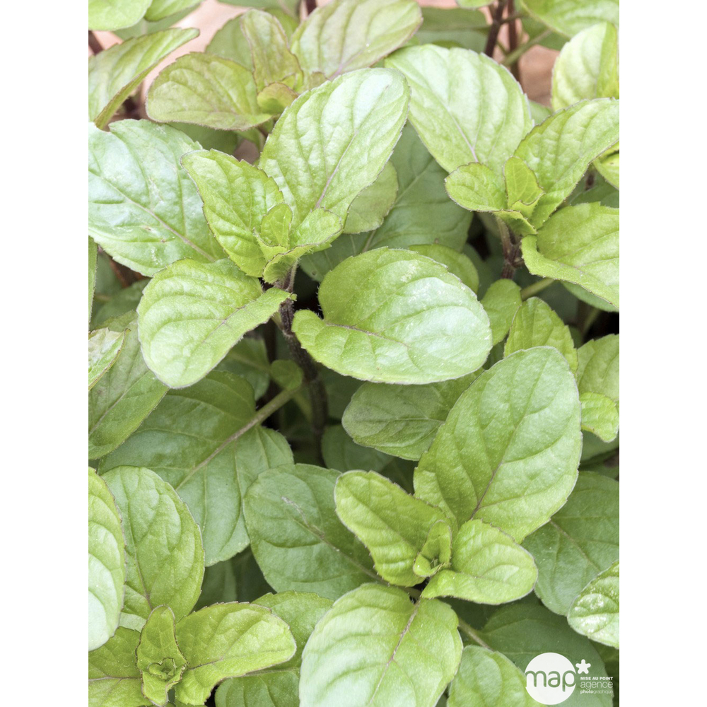 Plant de menthe orange bio : en godet
