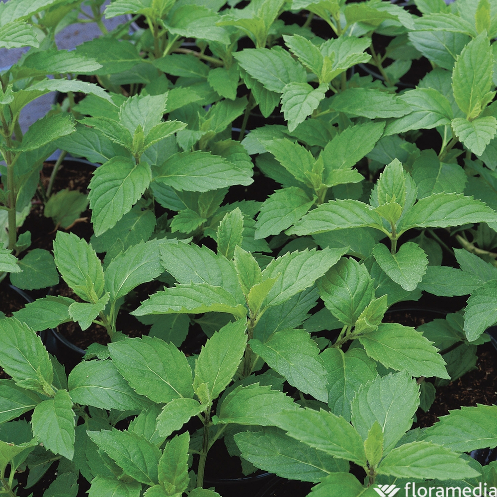 Menthe verte ab : godet d.9cm