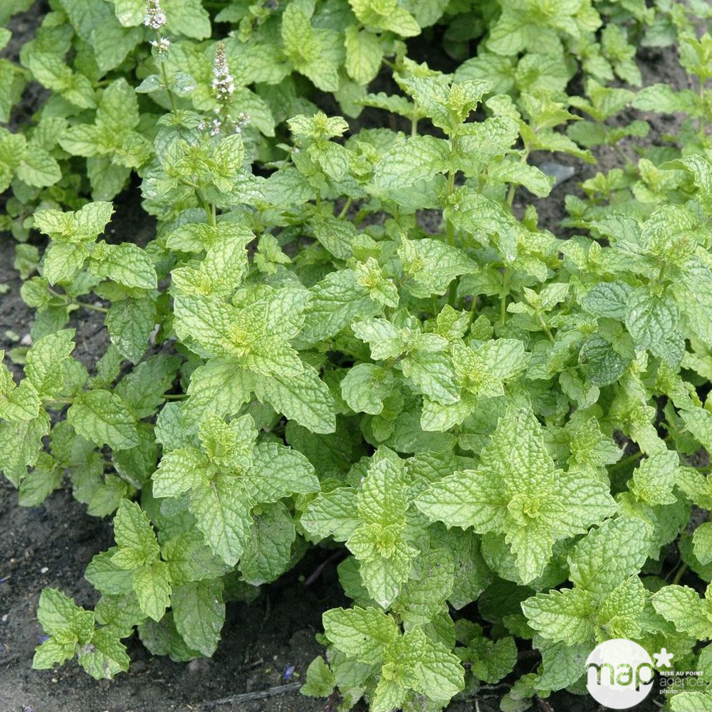 Plant de menthe verte marocaine bio : en godet