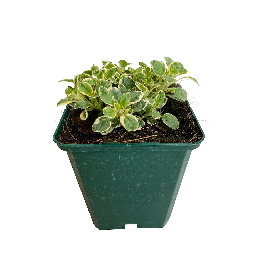 Origan commun panachÃ© AB : godet Ã 9 cm