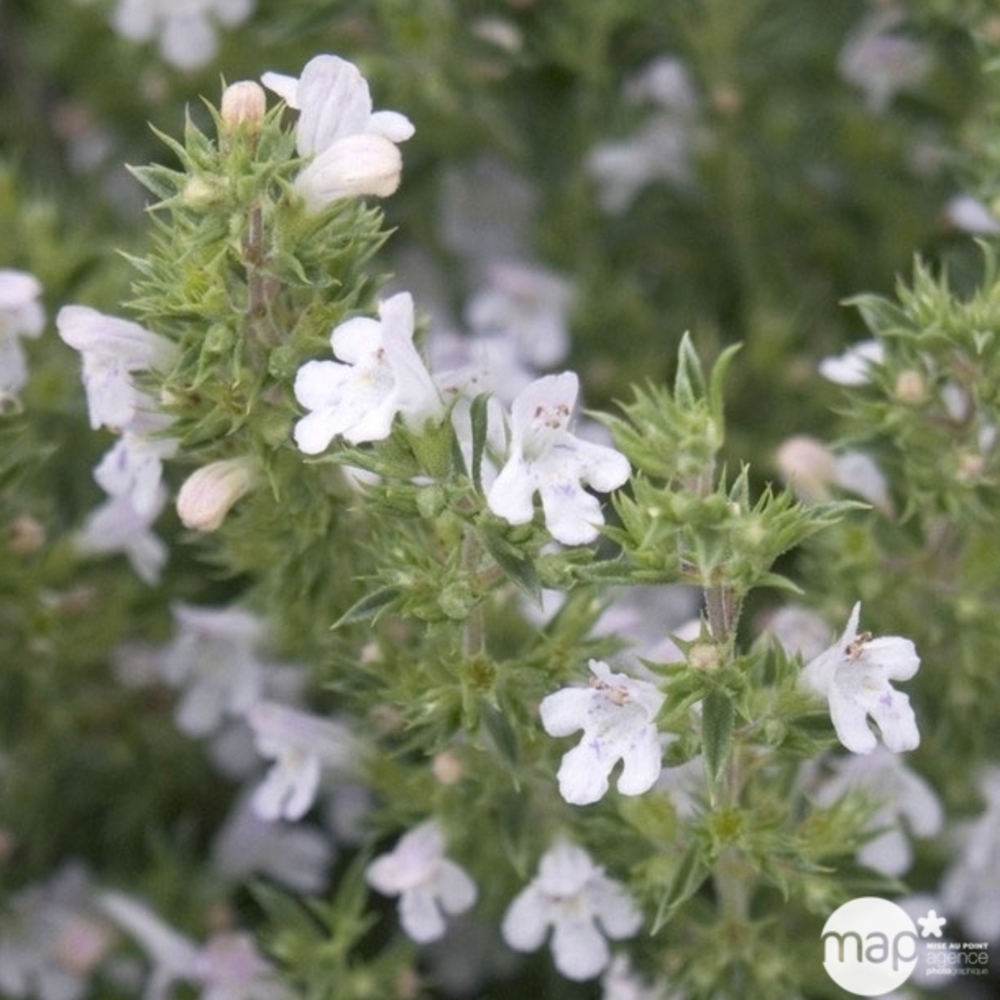 Plant de sarriette vivace bio : en godet