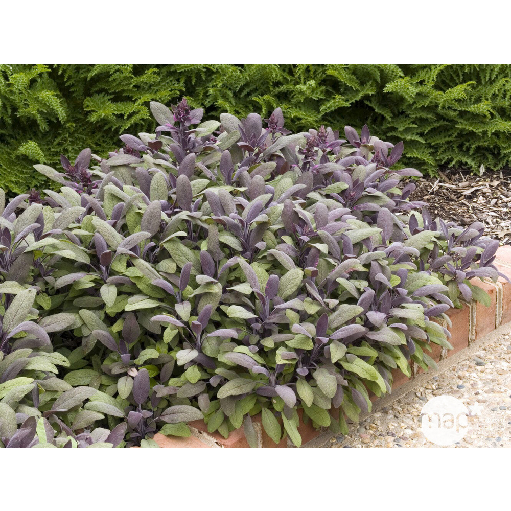 Plant de sauge officinale pourpre bio : en godet