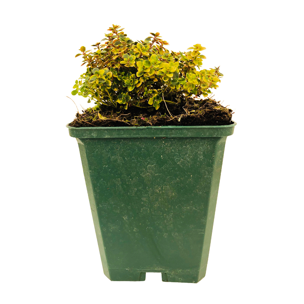 Plant de thym citron panaché jaune bio : en godet