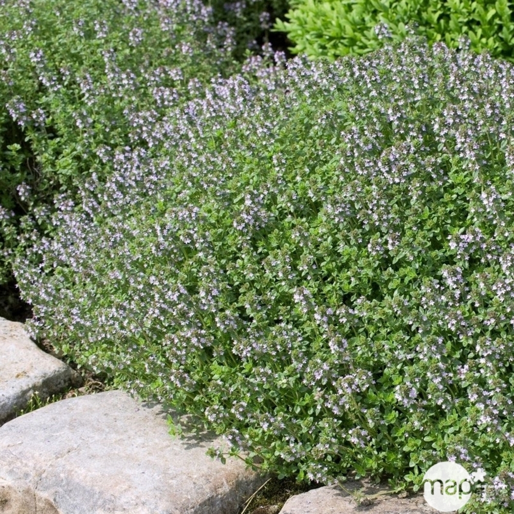 Pot thym commun d'Ã©tÃ© ab : d.9cm