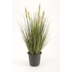 Plante herbe vertes H. 45 cm, en pot